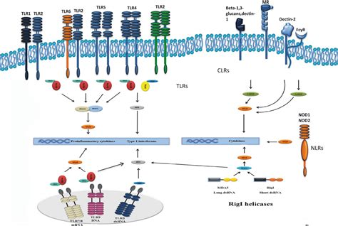 Primary immunodeficiencies of pattern recognition receptors - Netea - 2012 - Journal of Internal ...