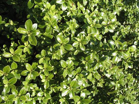 Online Plant Guide - Pittosporum tenuifolium 'Golf Ball' / Golf Ball Kohuhu