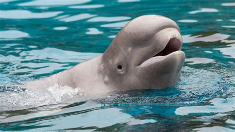 What Do Beluga Whales Eat - Beluga Whale Diet Facts - SciQuest