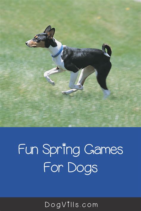 Five Cool Games You Can Teach Your Dog- DogVills in 2020 | Dogs, Dog ...