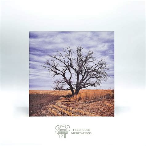 Barren Tree | Treehouse Meditations