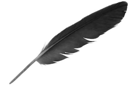 Crow feather | Crow feather, Feather drawing, Tarot tattoo