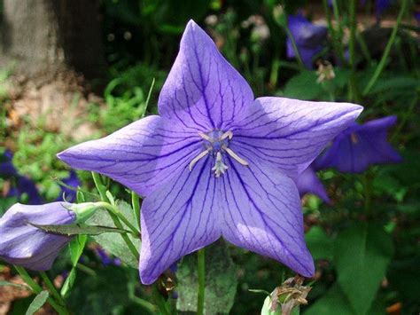 Pin on The Language of Flowers