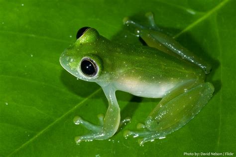 Interesting facts about glass frogs – Just Fun Facts