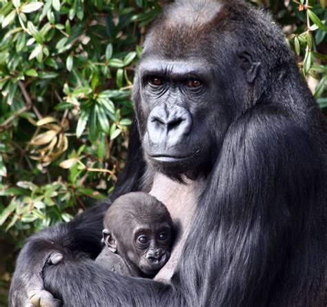 How the western lowland gorilla functions as an umbrella species | One Earth