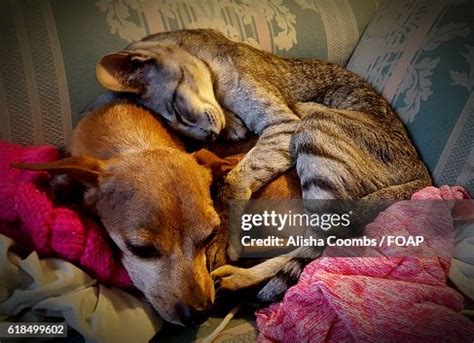 Cat And Dog Sleeping Together High-Res Stock Photo - Getty Images