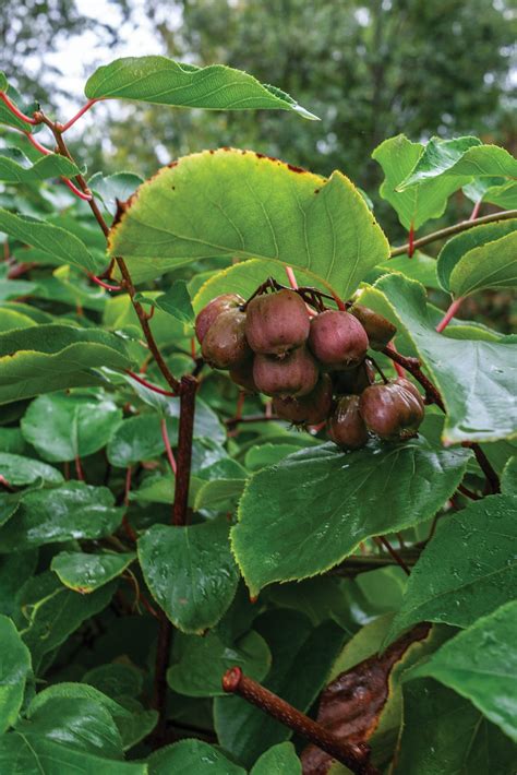 Hidden Gem Among Vines: Actinidia arguta - Arnold Arboretum | Arnold ...