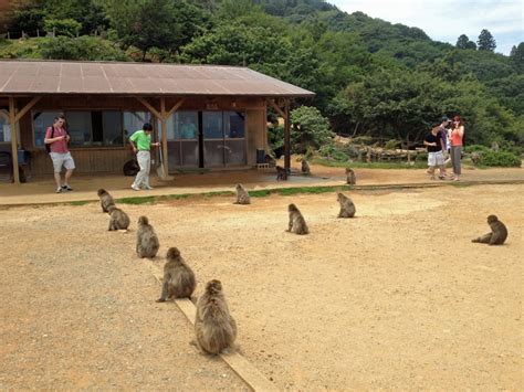 Arashiyama Monkey Park - Samurai Tours