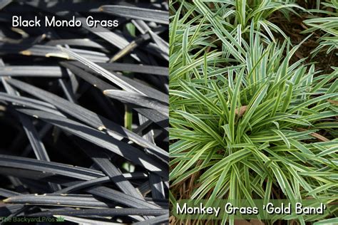 Mondo Grass vs Monkey Grass | What’s The Difference? - The Backyard Pros