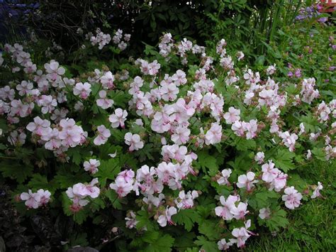 Perennial geraniums make great ground cover plants | Home & Garden ...