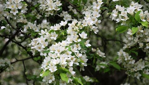 White Flowering Tree Identification Chart