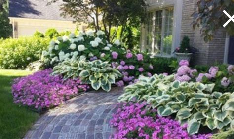 These hydrangeas and hostas complement each other beautifully | Front ...