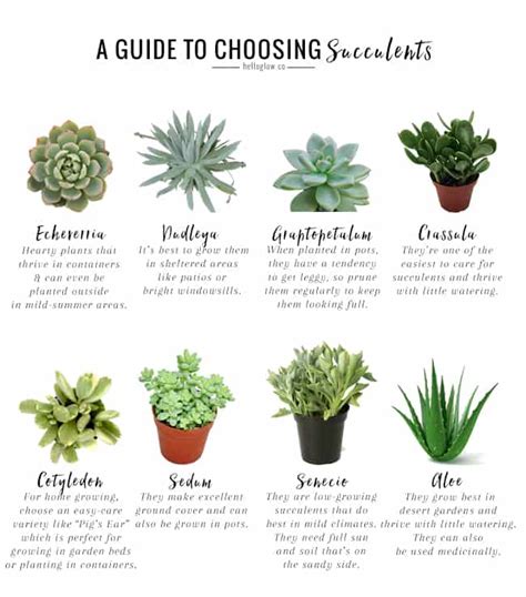 How to Grow Healthy Succulents | The Cottage Market