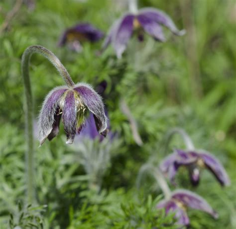 Pasque Flower Archives - Watching for WildflowersWatching for Wildflowers