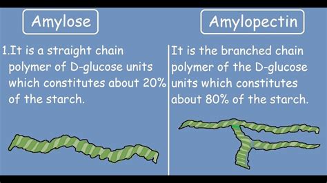 What are amylose and amylopectin