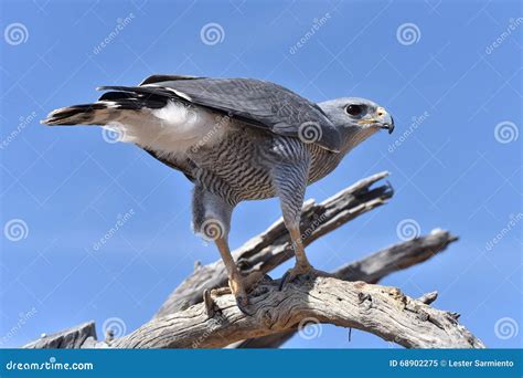 Desert Hawk stock image. Image of blue, branches, ferruginous - 68902275