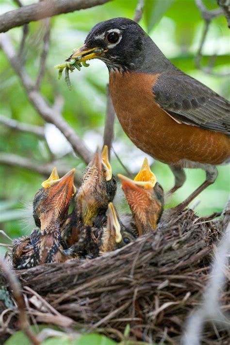 Species Spotlight: American Robin