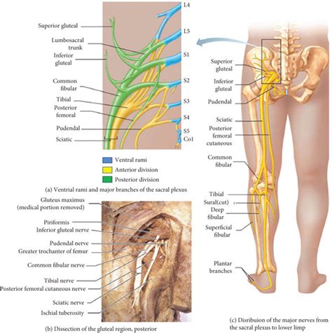 Anatomy of the sacral plexus [38]. | Download Scientific Diagram