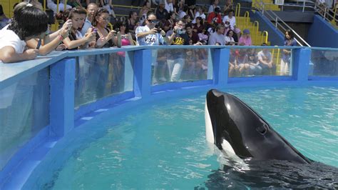 Miami Seaquarium's Lolita the orca may return to Puget Sound - Axios Miami