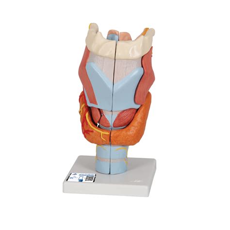 Human Larynx Model, 2 times Full-Size, 7 part - 3B Smart Anatomy - 1000272 - 3B Scientific - G21 ...