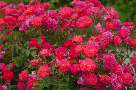 7 Easy-to-Care-For Rose Bushes to Check Out Before You Buy