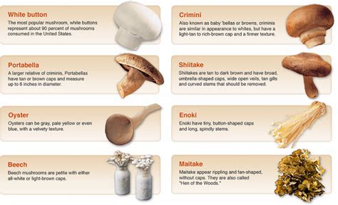 How ‘magical’ are mushrooms? | CuencaHighLife