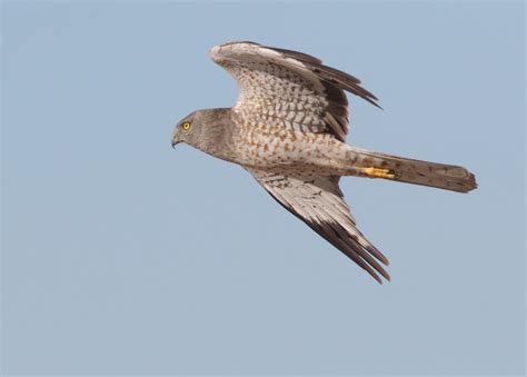 Northern Harrier | San Diego Bird Spot