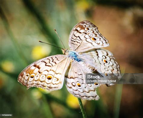 Beautiful Burma Wildlife Pictures Stock Photo - Download Image Now - Animal, Animal Wildlife ...