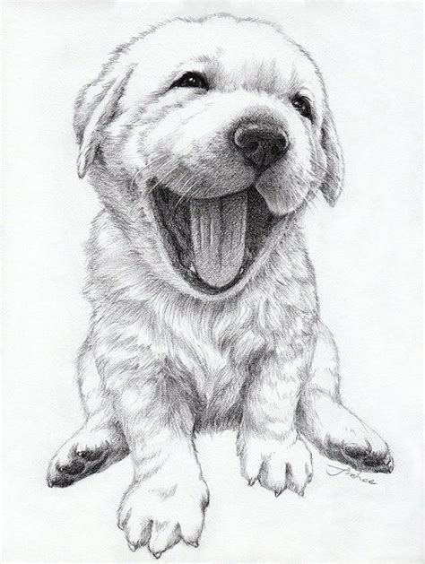 golden retriever puppy art Dog Pencil Drawing, Pencil Portrait Drawing, Pencil Drawings ...