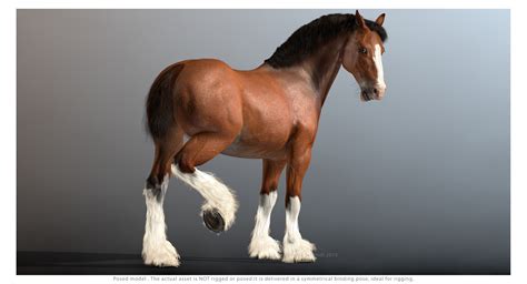 cinema4d clydesdale draft-horses