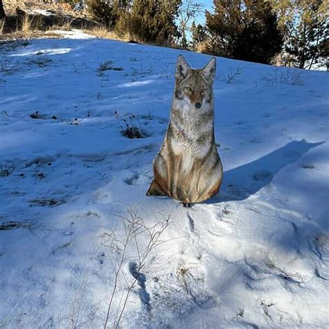 MONTANA DECOY SITTING COYOTE DECOY - Camofire Discount Hunting Gear, Camo and Clothing