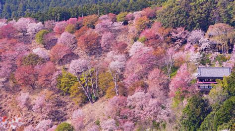 Aerial view of cherry blossoms at Yoshinoyama and Saga Arashiyama Cherry blossom viewing by ...