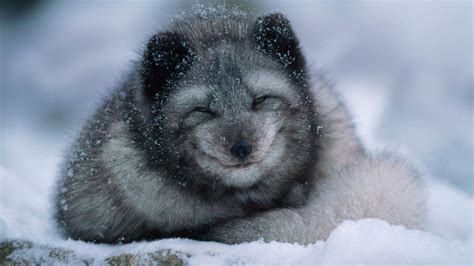 Arctic fox cub in winter (© Belinda Images/Superstock) | 1 Photo 1 Day