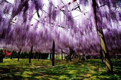 The Wisteria Flower Tunnel at Kawachi Fuji Garden » TwistedSifter