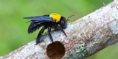 Do Carpenter Bees Sting? - GFL Outdoors