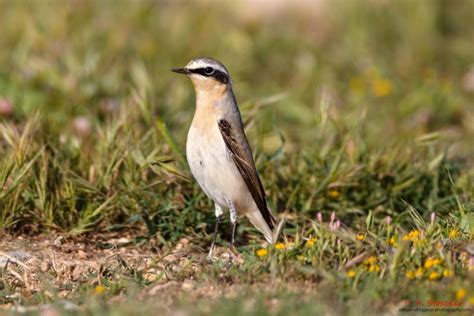 Northern Wheatear - BirdLife Cyprus