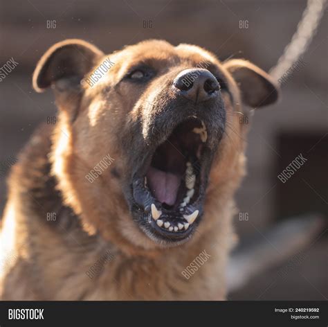 Angry Dog Barks Near Image & Photo (Free Trial) | Bigstock