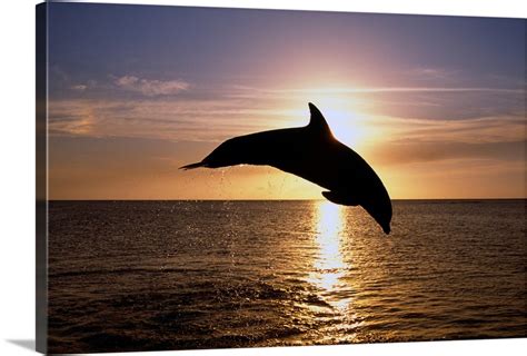 Silhouette Of Bottlenose Dolphin Leaping, Sunset, Caribbean Sea Wall Art, Canvas Prints, Framed ...