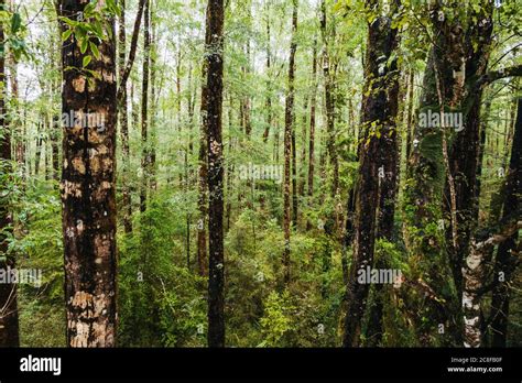 Dense beech forest on the West Coast of the South Island, New Zealand Stock Photo - Alamy