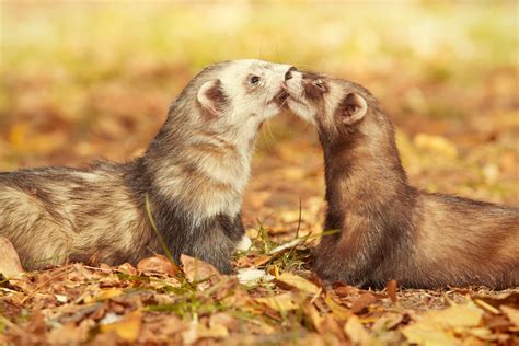 What do Ferrets Eat? A Comprehensive Guide to Feeding Your Pet Ferret