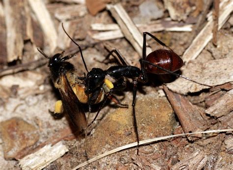 Camponotus gigas - big ant | Borneo. Crocker Range National … | Flickr