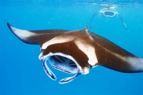 Manta Ray Diving - The Top 12 Best Places on Earth