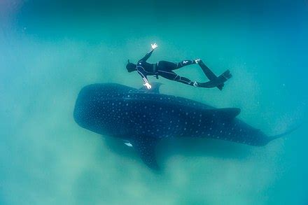 Whale shark - Wikipedia