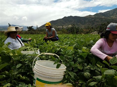 A Lesson Learned: Harvesting Green Beans | Teddy Dondanville