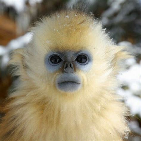 Burrr.. i 'm cold | Cute monkey, Cuddly animals, Types of monkeys