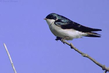 Tree Swallow - Photos, facts, and identification tips