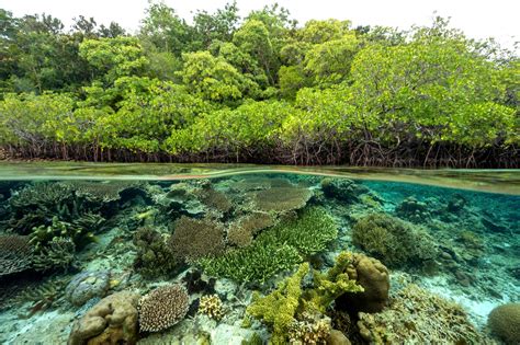 Peran Ekosistem Karbon Biru dalam FoLU Net Sink 2030 - Mongabay.co.id