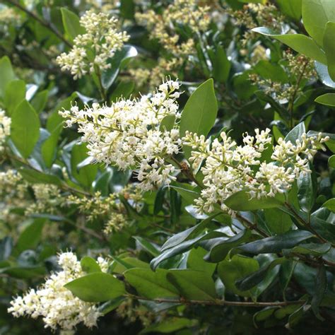 Waxleaf Privet Hedge for Sale | Fast Growing Trees– FastGrowingTrees.com