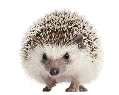 Foto Igel ein Tier