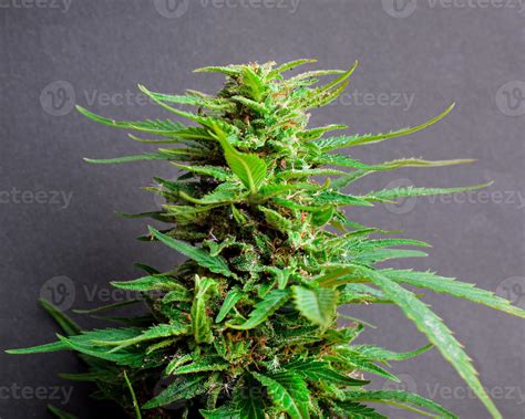 Beautiful green marijuana bud, cannabis plant closeup. 2291716 Stock ...